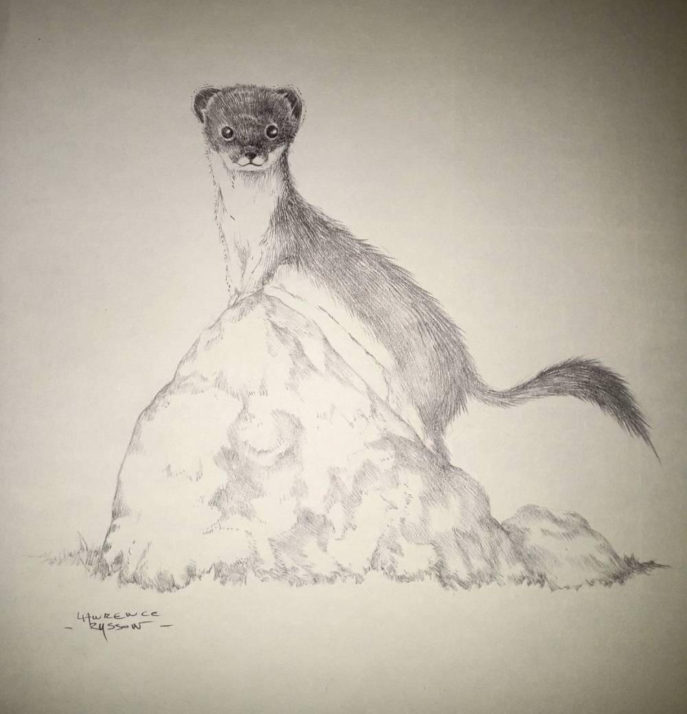 lawrence hermine lawrence hermine